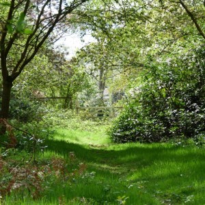 Woodlands near Blackbushe Park, Yateley, Hampshire