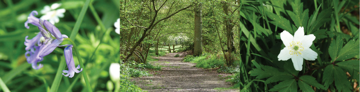 Woodland along Basingstoke Canal near Cavendish Park