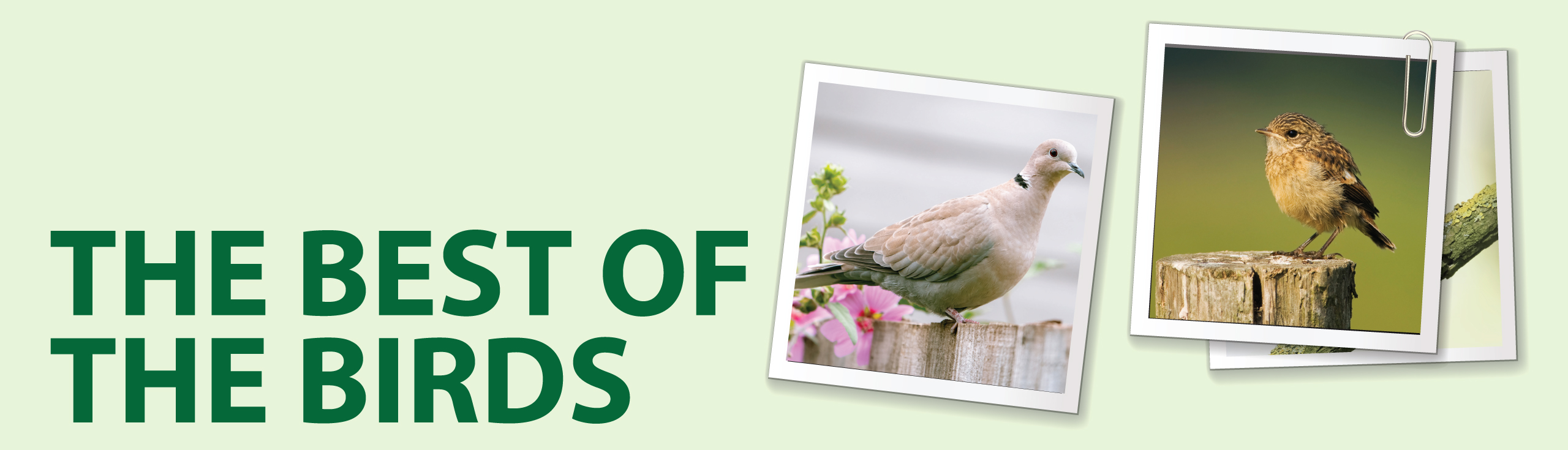 Best of birds by Greenfords residents